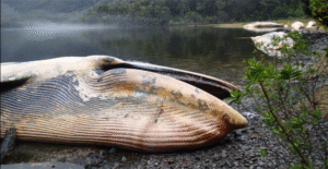 Sernapesca reportó masivo varamiento de ballenas en Aysén