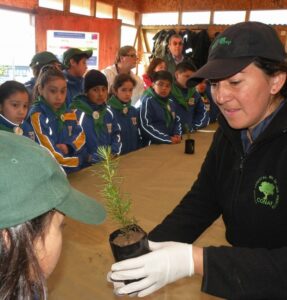 CONAF inició en Magallanes actividades del Programa de Arborización 2015