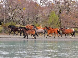Cinco mil caballos salvajes serán protegidos