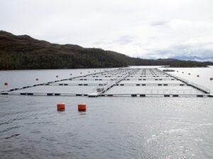 Industria salmonera mantiene optimismo tras caída de exportaciones en el primer trimestre