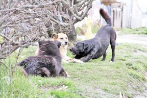 Aumentan mordeduras de perros ad portas de aprobación de Ley de Tenencia Responsable