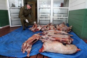 Ganaderos fueguinos pierden un millón de dólares al año por el delito de abigeato