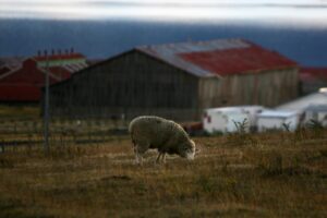 Ganaderos piden aumentar rol del SEIA en control de actividad petrolera