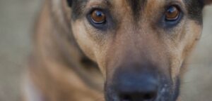 Alzhéimer canino: La lenta degeneración cerebral que afecta a los perros