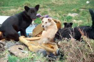 Municipio y Seremi de Salud comprometen medidas ante la justicia por perros abandonados
