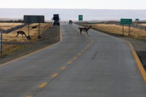 Los guanacos se propagan como factor  de alto riesgo en las rutas patagónicas