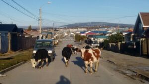 Animales sueltos en sector sur de Punta Arenas