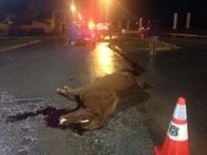 Vecinos de Población Fitz Roy preocupados por presencia de caballos en la vía pública