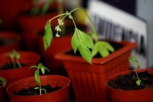 Cámara de Diputados aprueba en general proyecto que busca despenalizar autocultivo de marihuana