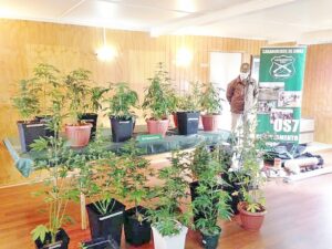 Formalizado por cultivar plantas  de marihuana