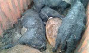 Muerte de 40 animales en buque de Navimag genera denuncias por condiciones de viaje