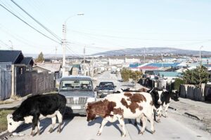 Puntarenenses coinciden en irresponsabilidad de dueños de animales que deambulan en las calles