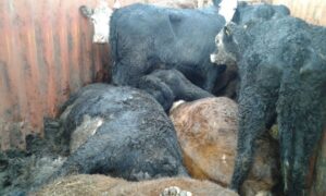 SAG inicia proceso sancionatorio contra Navimag por muerte de animales en buque