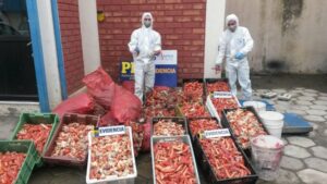 PDI y Sernapesca desbarataron procesamiento clandestino de centolla