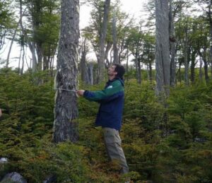 Ley de Bosque Nativo adjudica más de $ 3 mil 700 millones de pesos en bonificaciones