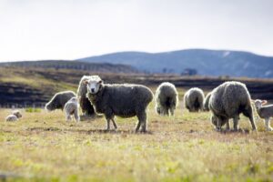 Ganaderos rechazaron resolución del SAG que establece requisitos para  la trazabilidad en ovinos y caprinos