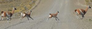 Guanacos suman y siguen: milagrosa escapada de viajeros argentinos cerca de Monte Aymond