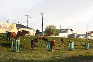 Municipio pide al SAG tomar medidas por animales sueltos