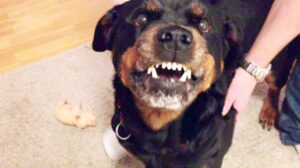 Joven fue atacado por rottweiler y resultó lesionado