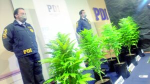 PDI decomisó $ 70 millones en plantas de marihuana