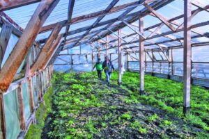 Ochenta agricultores reciben casi $ 100 millones en inicio de temporada
