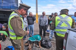 Con patrulla especial Carabineros busca evitar abigeato en la región