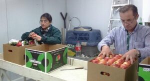 El SAG inspeccionó el ingreso a Punta Arenas de más de 20 toneladas de fruta argentina