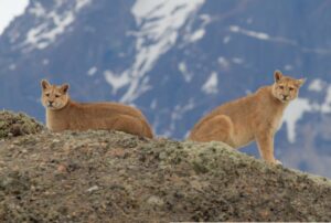 El estricto cuidado que se debe tener  con la fauna salvaje al visitar áreas  protegidas en Magallanes