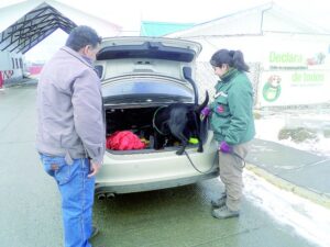 Más de un millón de pesos pueden costar multas por no declarar animales en fronteras