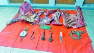 Carabineros desbarató faenamiento clandestino