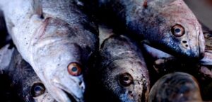 Sernapesca y Armada llaman a consumidores a respetar veda del loco y merluza común