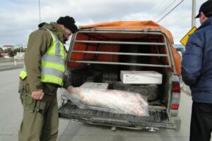 Dos casos de faenamiento clandestino de animales  ha detectado Carabineros