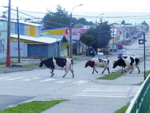 Animales en vía pública:  SAG deslinda responsabilidades  en municipio