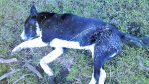 Salud y Municipalidad de Punta Arenas no han recibido denuncia por 19 perros muertos
