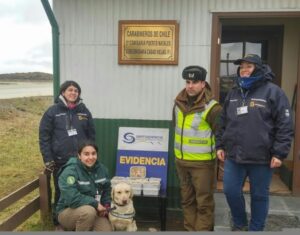 En fiscalización de abigeato Carabineros y el SAG detectaron transporte ilegal de “locos”