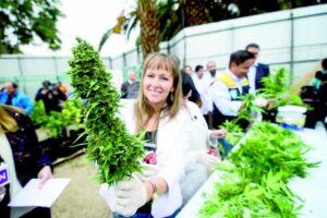 Pacientes oncológicos serán tratados con medicina en base a cannabis