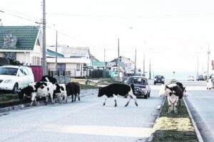 “La ley no exige marcaje de animales que no son exportados”