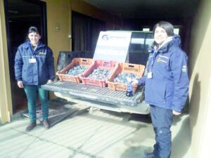 Detectan 356 kilos de centolla capturada ilegalmente