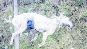 Vecinos de sector sur denuncian  muertes de 19 perros en dos semanas