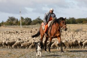 Ganadería sustentable para la Región de Magallanes