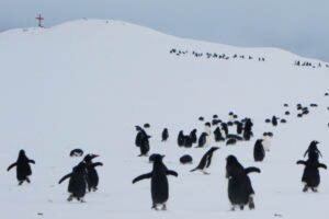 Pingüinos y focas despiden dotación de la Base Naval “Arturo Prat”