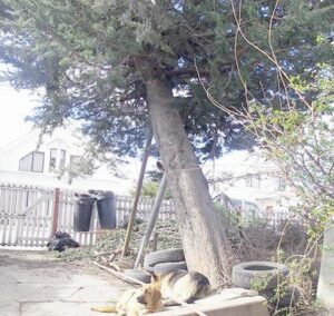 Caída de árbol dejó sin agua ni gas a familia de Playa Norte
