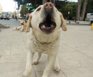 Abusador de menor recibió su castigo al ser modido por el perro de la casa