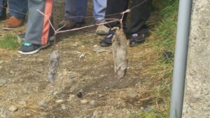 Vecinos indignados con plaga de ratones en sector sur de Punta Arenas