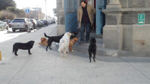 Entró en vigencia nueva ordenanza pero la ciudad sigue tomada por los perros