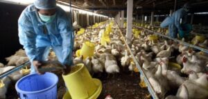 Corte Suprema confirma multa sobre USD$60 millones por colusión de productoras de pollos