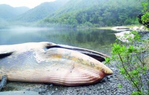Fiscalía de Aysén investiga varamiento de más de 300 ballenas entre el Golfo de Penas y Puerto Natales