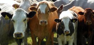China construye la mayor fabrica de clonación de animales del mundo