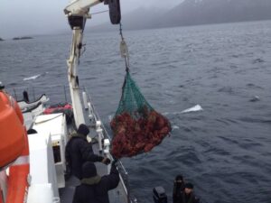 Más de 2.300 metros de redes centolleras “caladas” fueron incautadas por la Armada y Sernapesca