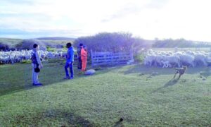 Arrendaron una estancia para robar más de 800 animales en Tierra del Fuego